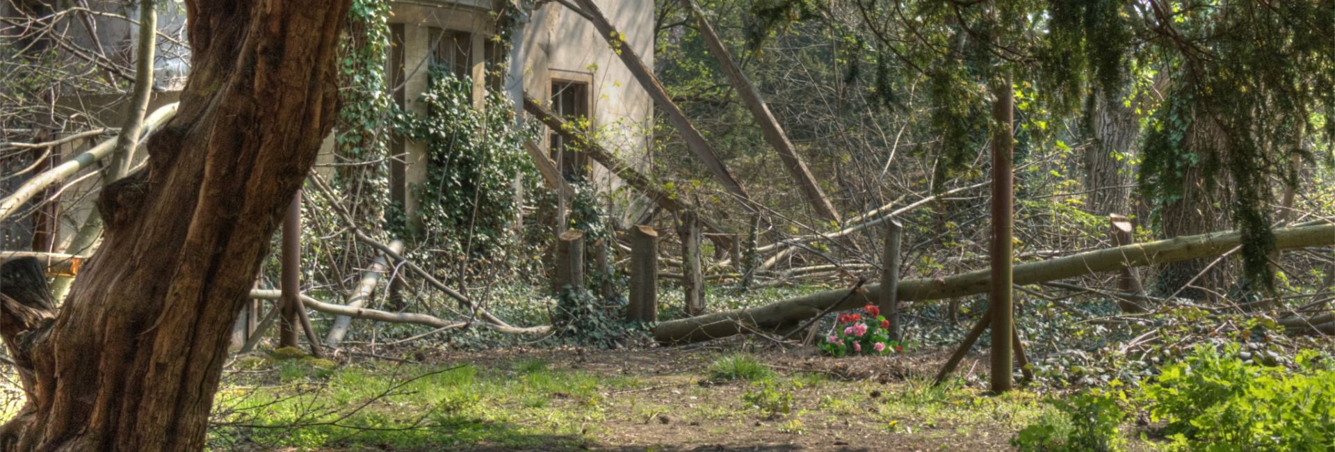 Efeubewachsenes, verfallenes Gebäude im Wald.